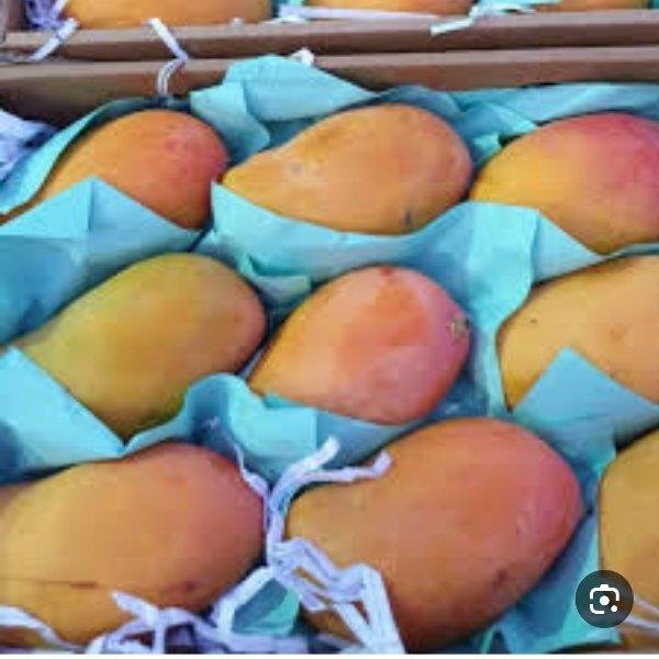 المانجوستين